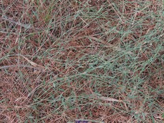 Polygonum equisetiforme