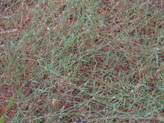 Polygonum equisetiforme