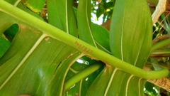 Eupanacra