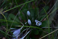 Colchicum hungaricum