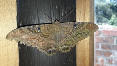 Ascalapha odorata