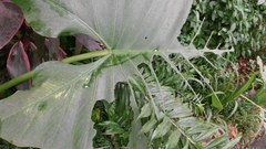 Eupanacra