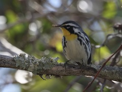Setophaga dominica image