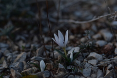 Colchicum hungaricum