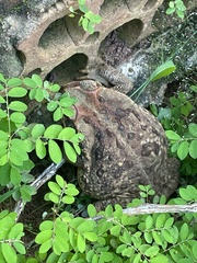 Rhinella diptycha