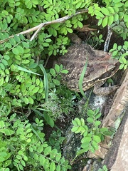 Rhinella diptycha