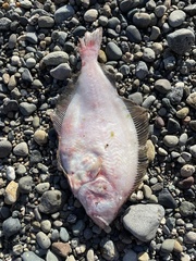 Citharichthys sordidus