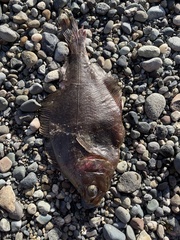 Citharichthys sordidus