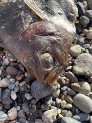 Citharichthys sordidus