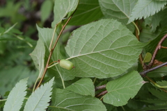 Actinidia kolomikta