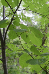 Actinidia kolomikta