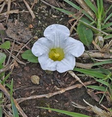 Nierembergia rivularis