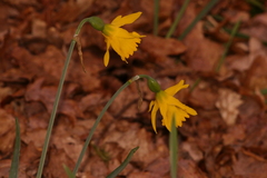 Narcissus minor asturiensis
