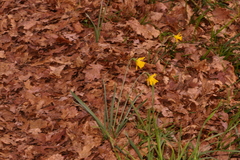 Narcissus minor asturiensis