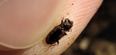Notiophilus sylvaticus