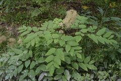 Aralia cordata