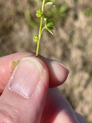 Ranunculus platensis