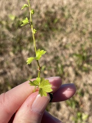 Ranunculus platensis