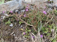 Erodium cicutarium image