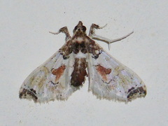 Neoleucinodes elegantalis