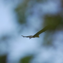 Pteropus aldabrensis