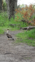Caracara plancus plancus
