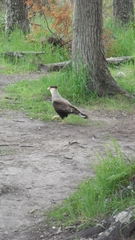 Caracara plancus plancus