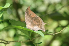 Consul electra electra