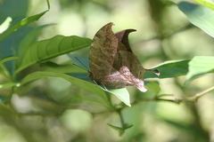 Consul electra electra