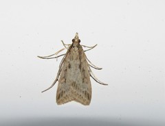 Eudonia angustea