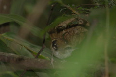 Myrmoderus squamosus