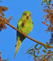 Brotogeris chiriri