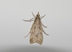 Eudonia angustea