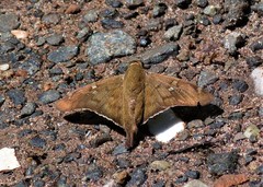 Ectomis octomaculata