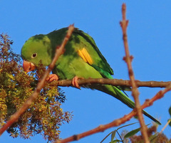 Brotogeris chiriri