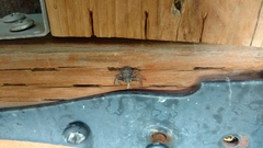 Bassaniana utahensis