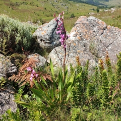 Watsonia strubeniae
