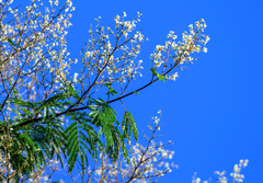 Senegalia polyphylla