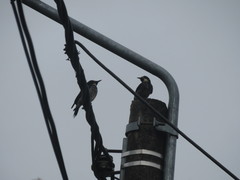 Melanerpes formicivorus