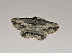 Menophra berenicidaria
