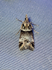 Eudonia periphanes