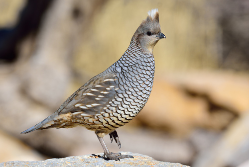 Scaled Quail
