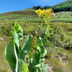 Senecio isatidioides
