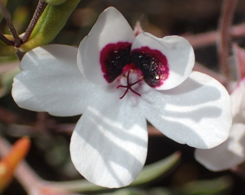 Image of Pelargonium tricolor by (c) Nicola van Berkel, some rights reserved (CC BY-SA)