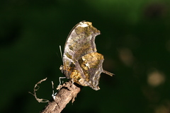 Consul fabius cecrops