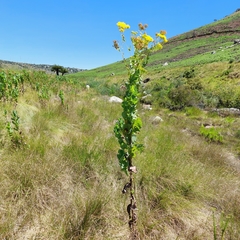 Senecio isatidioides