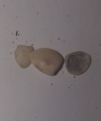 Nucula