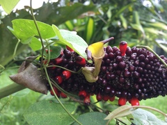 Aristolochia birostris