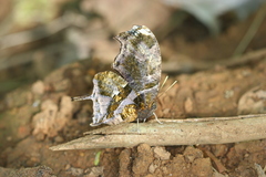 Consul fabius cecrops