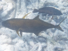 Seriola